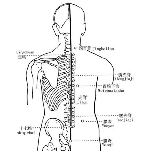 汪静:聊聊痛经特效穴—十七椎